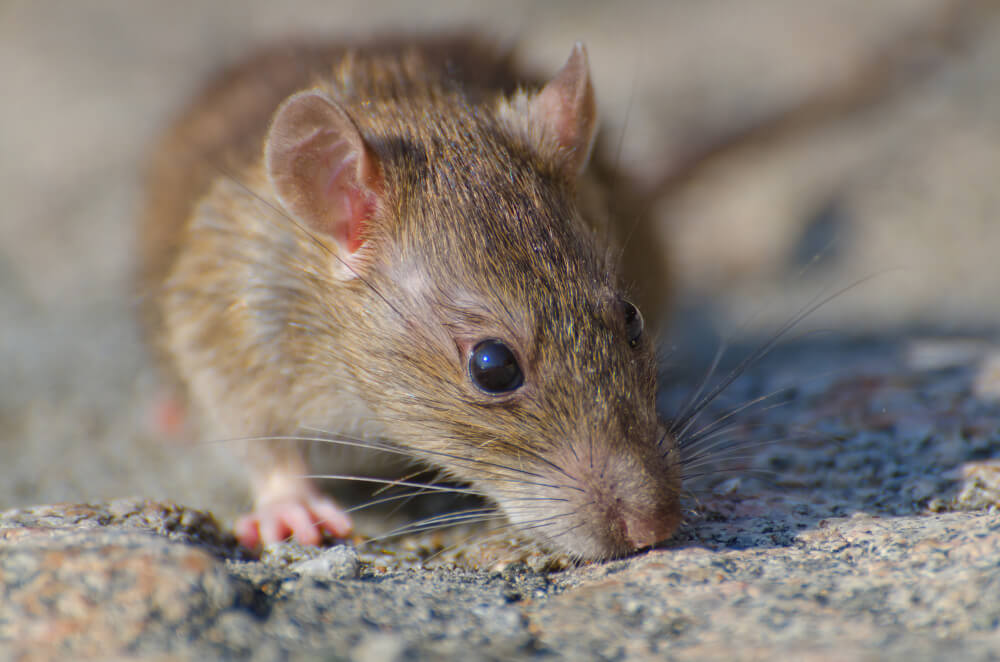 How Coastal Weather Affects Rodent Behavior