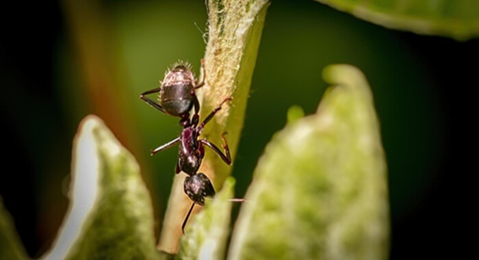 Professional vs DIY Ant Control: What Should Residents Consider