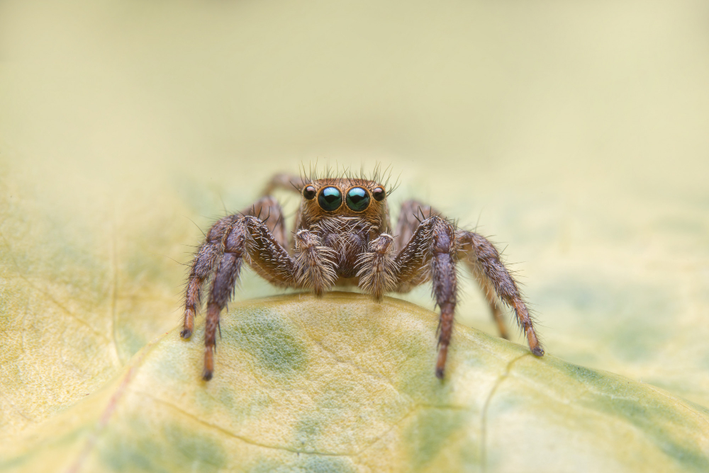 Signs Of Spider Infestations Most Homeowners Miss