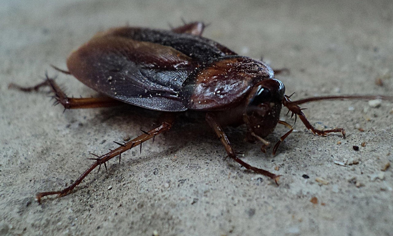 Cockroach Species In Oxnard And How Pros Handle Them