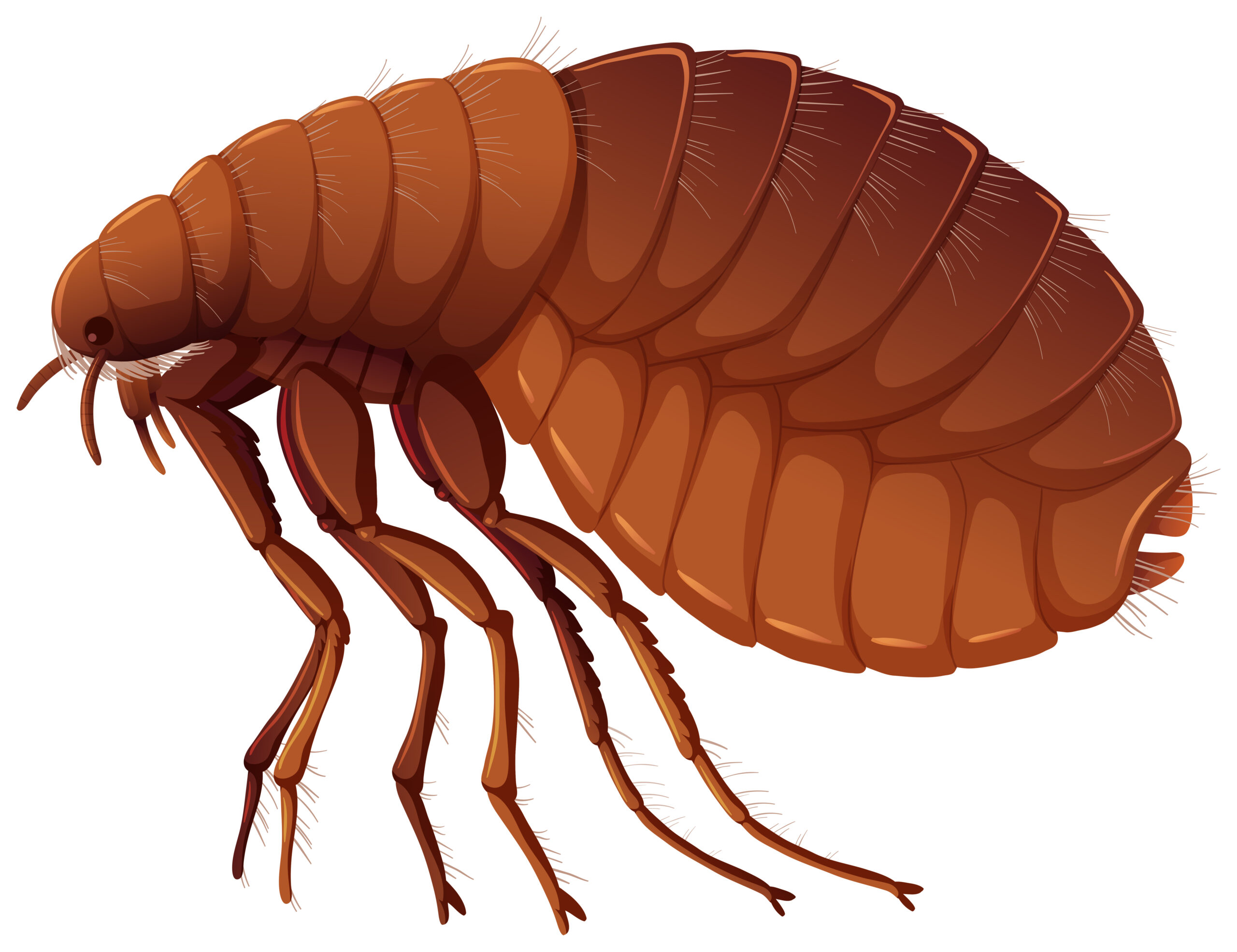 Flea on white background illustration