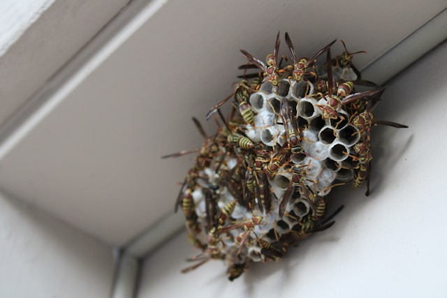 Why Professional Wasp Control Is Safer Than DIY Removal