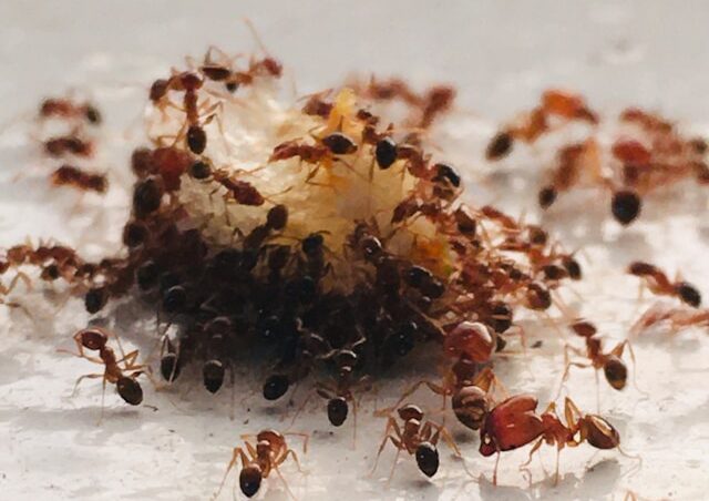 Ant Trails Indoors: What They Mean and What to Do