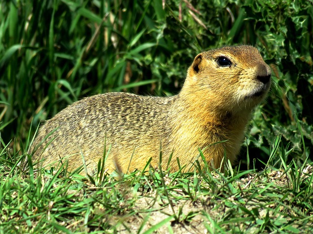 Why DIY Gopher Control Often Leads To Repeat Problems